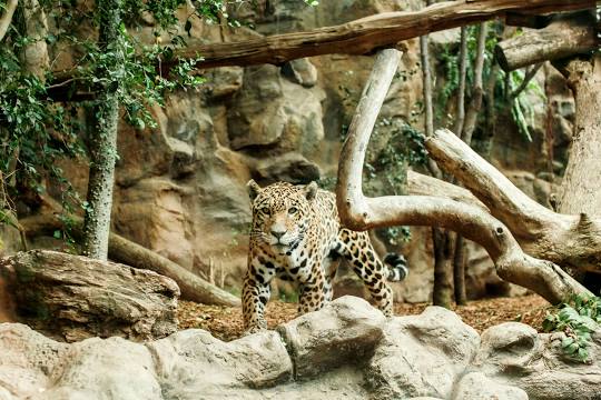 Loro Parque